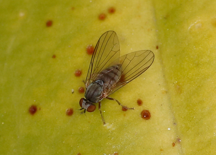 Platyypezidae: Protoclythia modesta, femmina